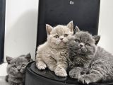 Bu Kalitede Başka Yerde Yok   Scottish Fold British Yvrlr
