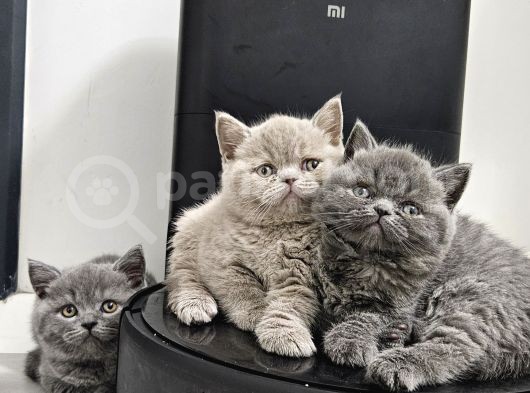 Bu Kalitede Başka Yerde Yok   Scottish Fold British Yvrlr görsel