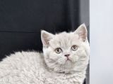 Bu Kalitede Başka Yerde Yok   Scottish Fold British Yvrlr