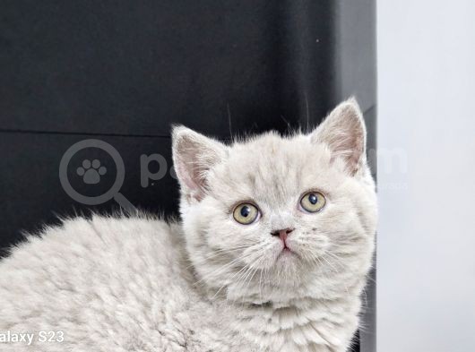 Bu Kalitede Başka Yerde Yok   Scottish Fold British Yvrlr görsel