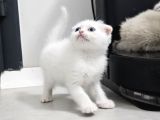 Bu Kalitede Başka Yerde Yok   Scottish Fold British Yvrlr