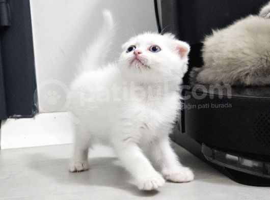 Bu Kalitede Başka Yerde Yok   Scottish Fold British Yvrlr görsel