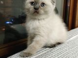Bu kalitede başka yerde yok   scottish fold british yvrlr