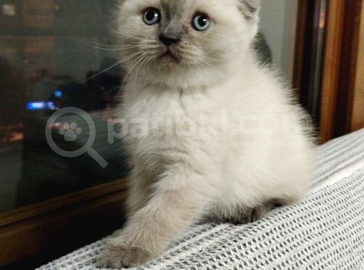 Bu Kalitede Başka Yerde Yok   Scottish Fold British Yvrlr