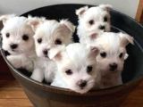 A Kalite Maltese Terrier Yavrularımız
