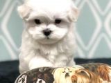 A Kalite Maltese Terrier Yavrularımız