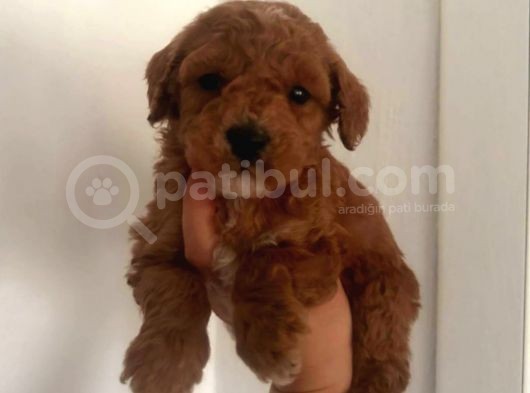 Tooy Poodle  Mini Puppy Boy