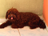 Orjinal Üst Kali̇te  Dark Brown