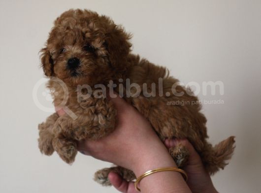 Toy Poodle  Yavrular görsel