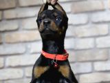 en Asil Safkan Doberman Yavruları