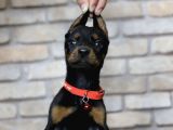 En Asil Safkan Doberman Yavruları