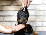 En Asil Safkan Doberman Yavruları