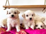 Maltese Terrier 2 Aylık Şehir dışı Gönderilir