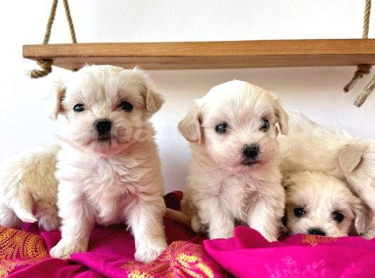 Maltese Terrier 2 Aylık Şehir Dışı Gönderilir