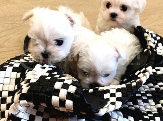 Teacup Maltese Terrier Bebekler görsel