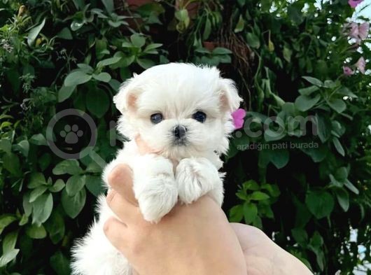 Teacup Maltese Terrier Bebekler görsel