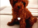 TOOY POODLE YAVRUMUZ 0 TEACUP 