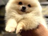 AYI SURAT SAFKAN POMERANİAN BOO