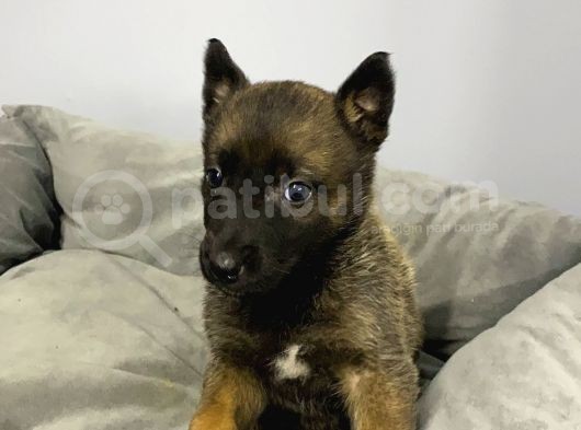Belçika Malinois Yavrularımız Evinizin Neşesi Olacaktır görsel