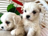 Maltese Terrier 2 Aylık Şehir Dışı Gönderilir