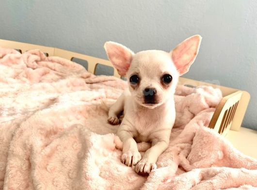Bembeyaz Chihuahua