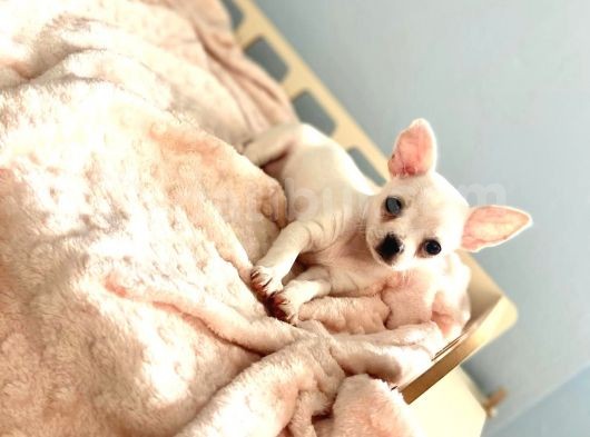 Bembeyaz Chihuahua görsel
