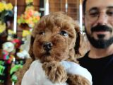 Secereli toy poodle yavrularımız