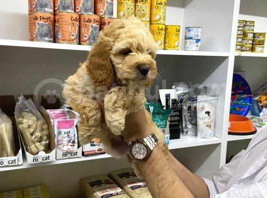 2Aylik Erkek Cockapoo görsel