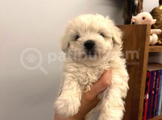Sıfır Numara Maltese Bebişler görsel