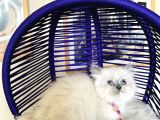British Longhair Bluepoint Dişi