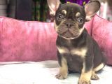 French Bulldog Coco  Tan Di̇şi̇ Ve Erkek Yavrularimiz