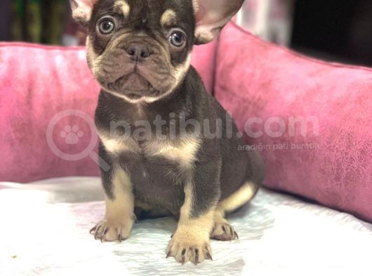 French Bulldog Coco  Tan Di̇şi̇ Ve Erkek Yavrularimiz görsel
