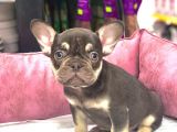 French Bulldog Coco  Tan Di̇şi̇ Ve Erkek Yavrularimiz