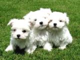 A Kalite Maltese Terrier Yavrularımız
