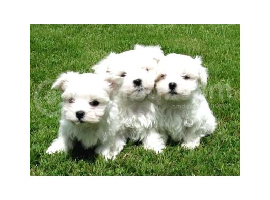 A Kalite Maltese Terrier Yavrularımız görsel