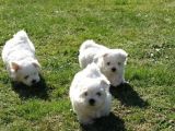 A Kalite Maltese Terrier Yavrularımız