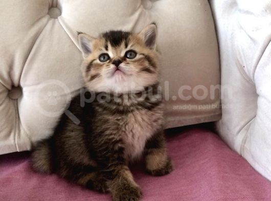 Muhteşem Mozaik  British Shorthair görsel