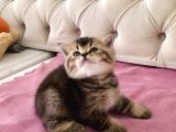 Muhteşem Mozaik  British Shorthair