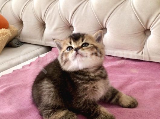 Muhteşem Mozaik  British Shorthair görsel