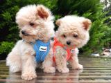 Tedyy Babadan Maltipoo Bebekler
