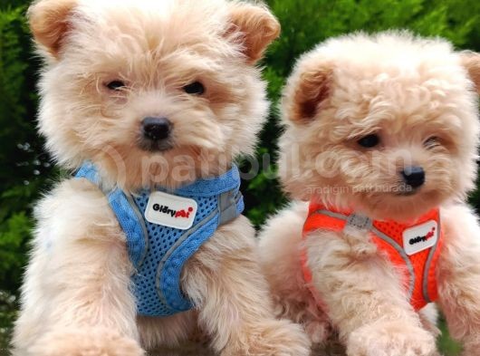 Tedyy Babadan Maltipoo Bebekler