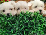 Orji̇nal Maltese Teri̇er Yavrulari̇