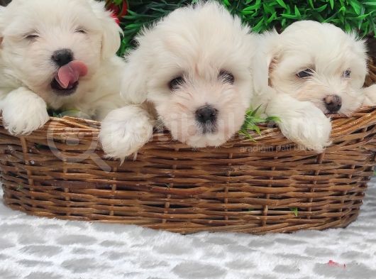 Orji̇nal Maltese Teri̇er Yavrulari̇