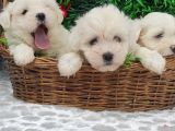 Orji̇nal Maltese Teri̇er Yavrulari̇