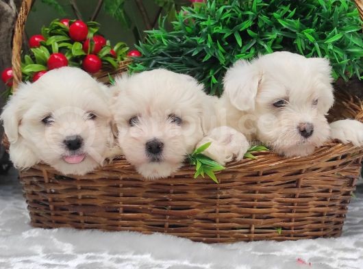 Orji̇nal Maltese Teri̇er Yavrulari̇ görsel