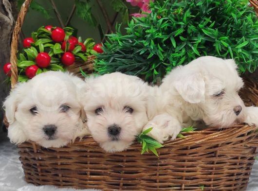 Orji̇nal Maltese Teri̇er Yavrulari̇ görsel