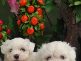 Orji̇nal Maltese Teri̇er Yavrulari̇