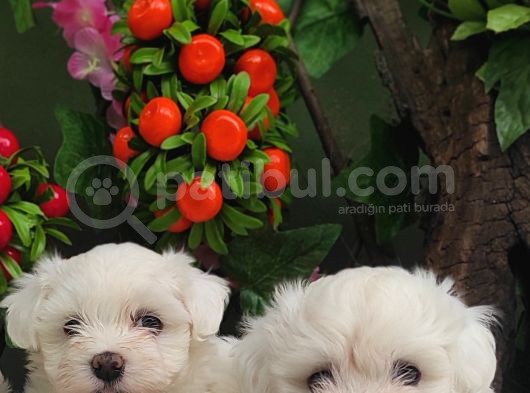 Orji̇nal Maltese Teri̇er Yavrulari̇ görsel