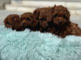 Redbrown Kore Mini Toy Poodle Yavrularımız