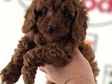 Redbrown Kore Mini Toy Poodle Yavrularımız